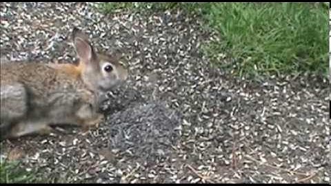 Audio Visual Catnip, September Mix