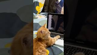 Billa Ne Banaya Ai Program | Funny Short | Viral Shorts | Comedy Videos | Cat Comedy Videos in Hindi