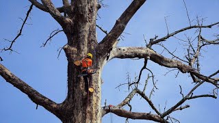 Very dangerous..‼The execution of dead and weathered trees is very troubling