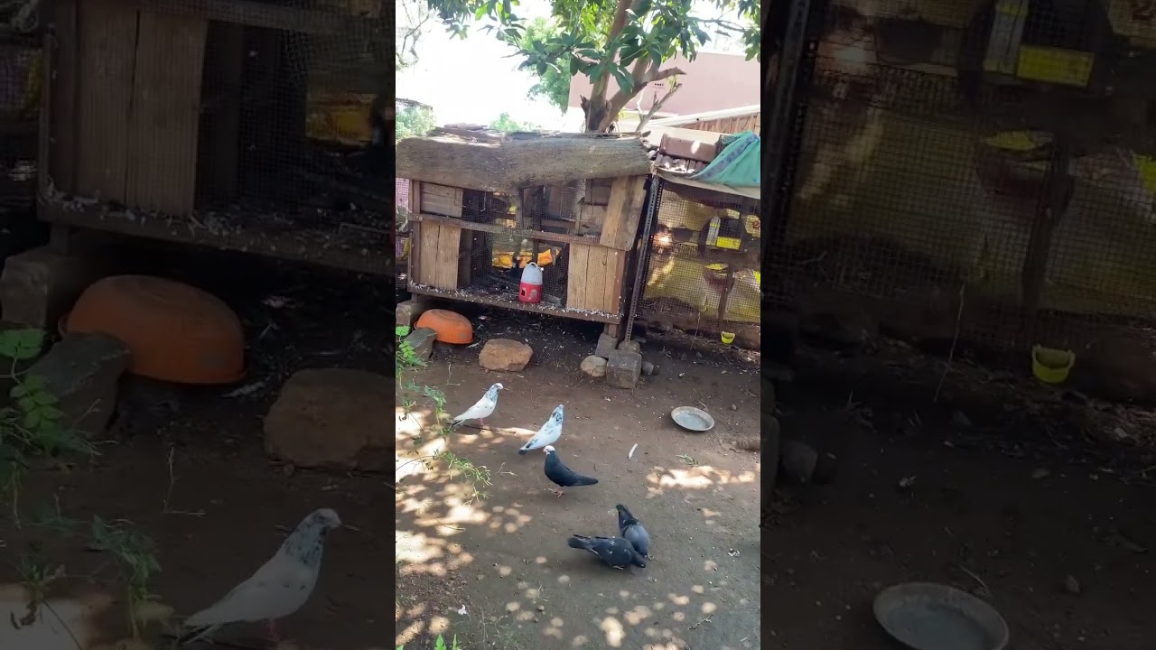 Our pigeons save from mosquitoes 🦾 