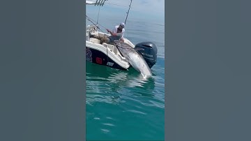 Guys are pulling a monster Bluefin Tuna into their boat!