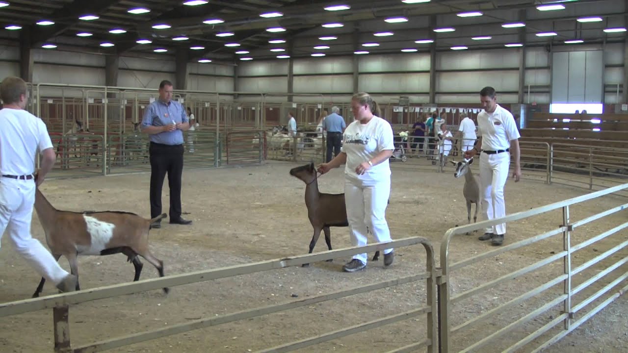2015 Wyoming State Fair Dairy Goat Show YouTube