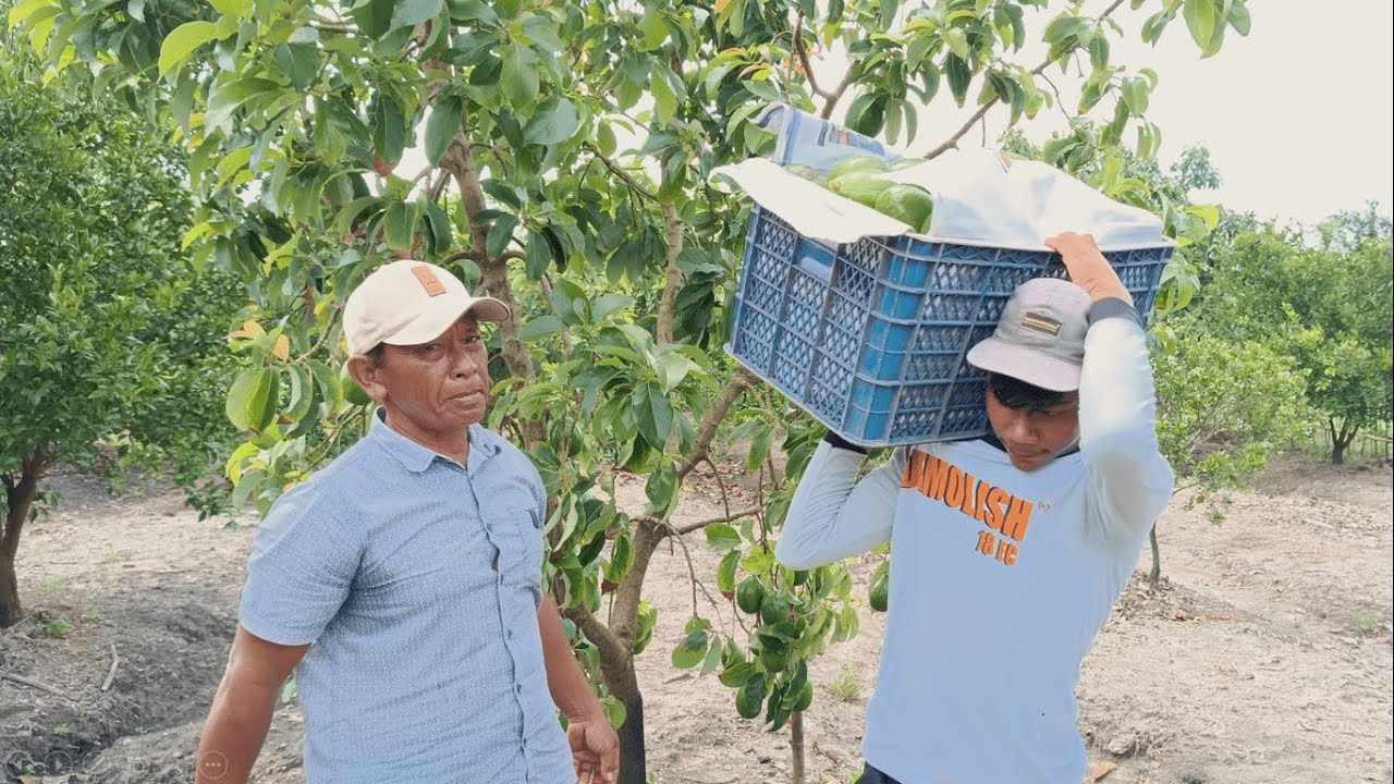 Panen Alpukat Aligator, Untung Apa Buntung Ya??