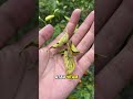 Tanaman Cabe Mendadak Drop? Bisa Jadi Ini Penyebabnya