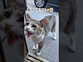 700万再生された猫。保護して日が経ち…#保護猫