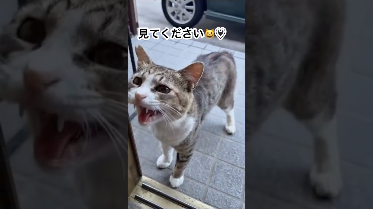 700万再生された猫。保護して日が経ち…#保護猫