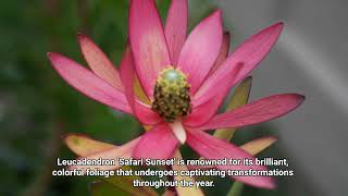 Leucadendron Safari Sunset