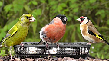 Comment reconnaître les oiseaux de jardin ?