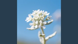 Lentera Untuk Gema Cahaya