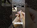 #helpswithheavylegs #makeswalkeasier #relievesmusclestiffness #viral #yoga #Harekrishna...