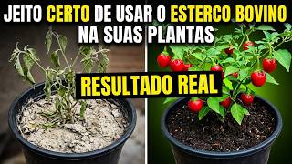 Jeito Certo De Usar O Esterco Bovino Na Suas Plantas
