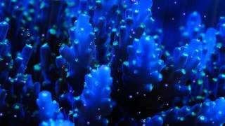 Заставка "Голубые Кораллы"