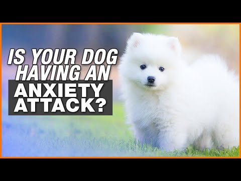 Is My Dog Having An Anxiety Attack | Dog Anxiety Signs