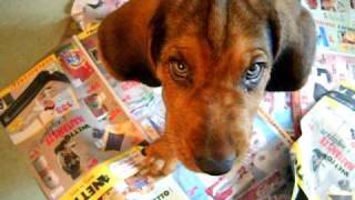 [Mozart ogar polski] 6. Szczekacz :) screenshot 1