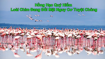 Chim Hồng Hạc: Sắc Hồng Quý Hiếm Trong Sách Đỏ Thế Giới | Khám Phá Thiên Nhiên