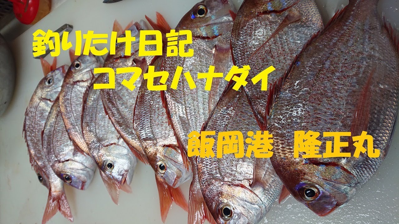 コマセハナダイ Youtube