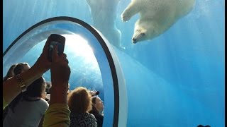 Polar Bears Assiniboine Park Zoo Winnipeg Manitoba Canada