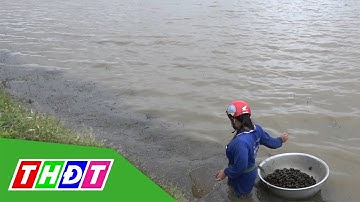 Nghề bắt ốc bươu vàng mùa nước nổi | THDT