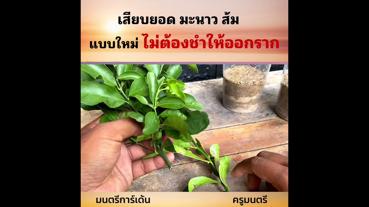 เสียบยอดไม่ต้องชำราก