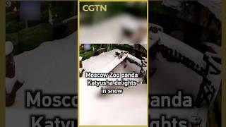 Moscow Zoo panda Katyusha delights in snow