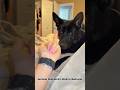 German shepherd’s bizarre behavior 🐾😂#germanshepherd #dog #dramatic #pet #love