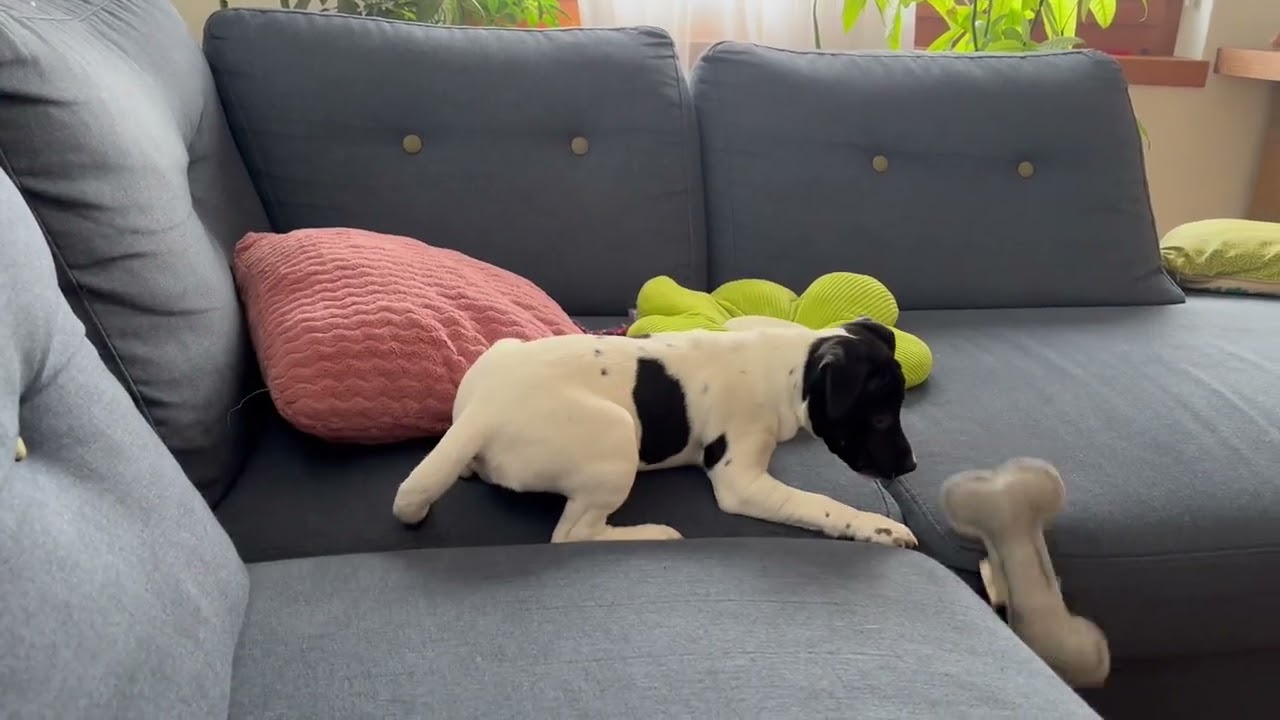 Zeno wants the toy to make a move 🤡