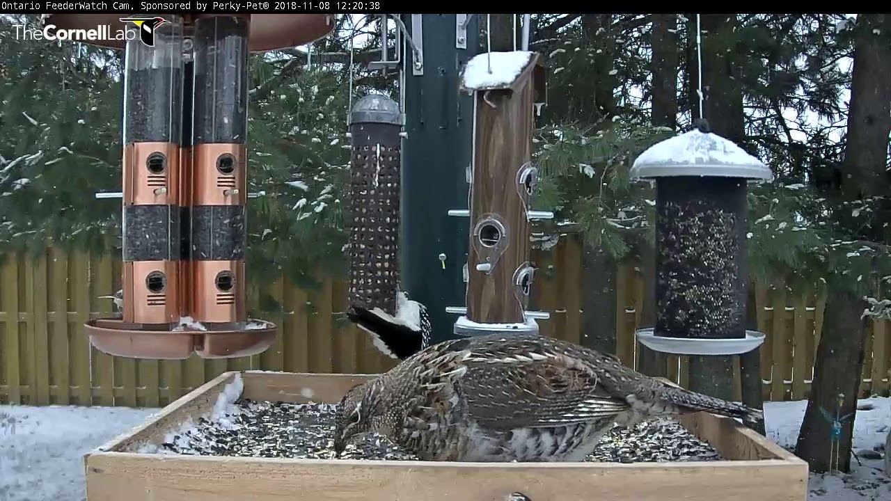 Ruffed Grouse Zips Onto Ontario Feeders Nov 8 2018 Youtube