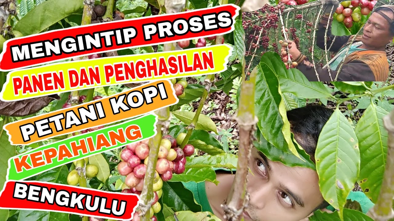 MENGINTIP PROSES PANEN DAN PENGHASILAN PETANI KOPI KEPAHIANG BENGKULU
