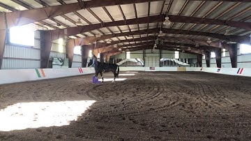 Clicker Training with Horses - Priority to Positive® Imagine at the Mounting Block