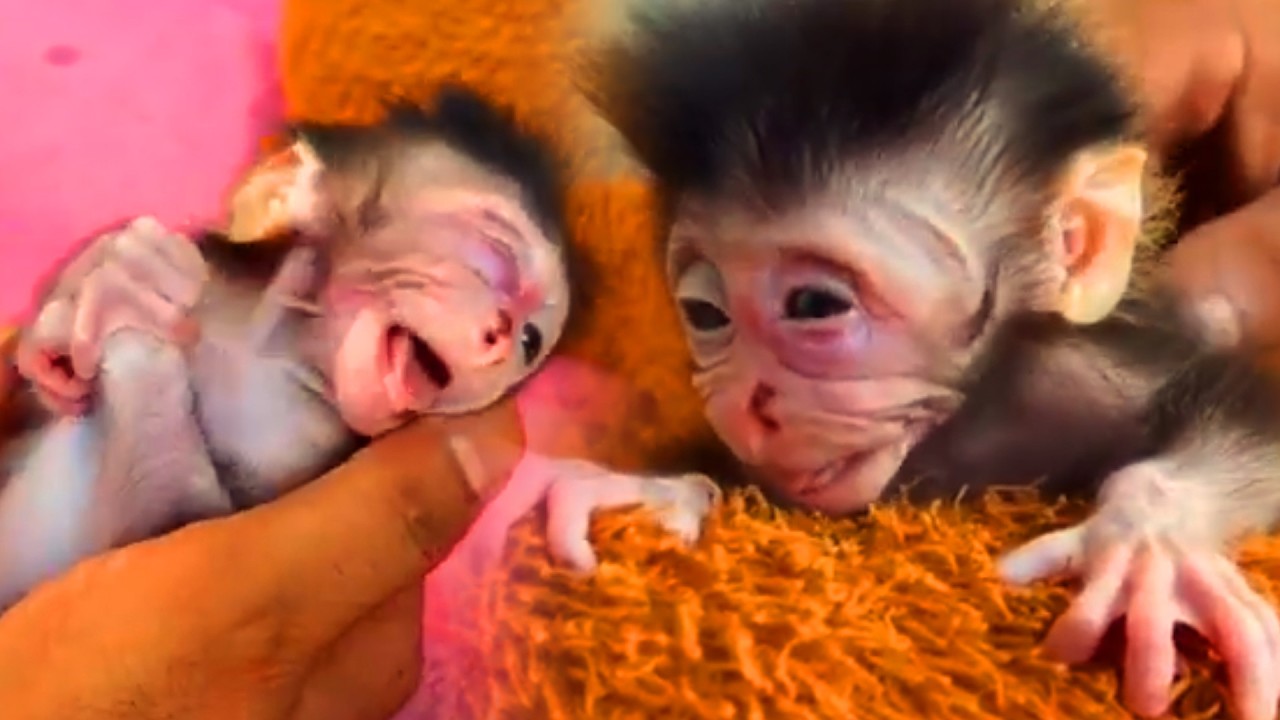 Newborn monkey need milk