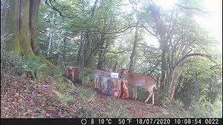 Deer Cam Footage - Mineral Salt Licks - A1 Decoy