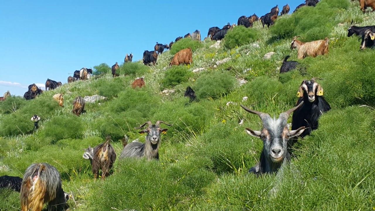 Dersim🌱Hozat🌱 Bornek🌿Beyaz Dağ🌲