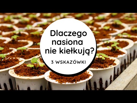 Wideo: Co mam zrobić, jeśli moje nasiona nie wykiełkują?