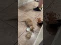 Mr kitten #kitten #cat #cute #pets #animals #nature #adorable #viral #shorts #reels en