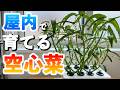空心菜の水耕栽培｜スポンジを使って屋内で育ててみたら・・・