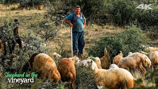 shepherd in Anatolian vineyard | Documentary