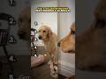 Top 5 Golden Retrievers Reaccionando a Su Reflejo 🤣🐶 #goldenretreiver #humor #perrosdivertidos