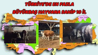 Türkiyede En Fazla Büyükbaş Hayvana Sahip 10 İl Tahmininiz Var Mı?