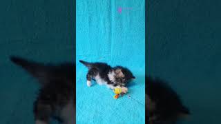 Poznaj Romeo: Pers, brązowy marmur z białym 🤎🤍 | Puszysty mały złodziej serc 😻 #PersianKitten