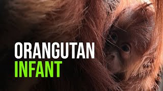 Critically Endangered Orangutan Born At Chester Zoo