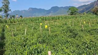 "Manfaat *PERANGKAP LIKAT KUNING* (Yellow Sticky Trap) Pada Tanaman Cabe Rawit saat Panen ..