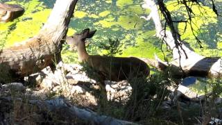 090711 Deer at Crystal Lake