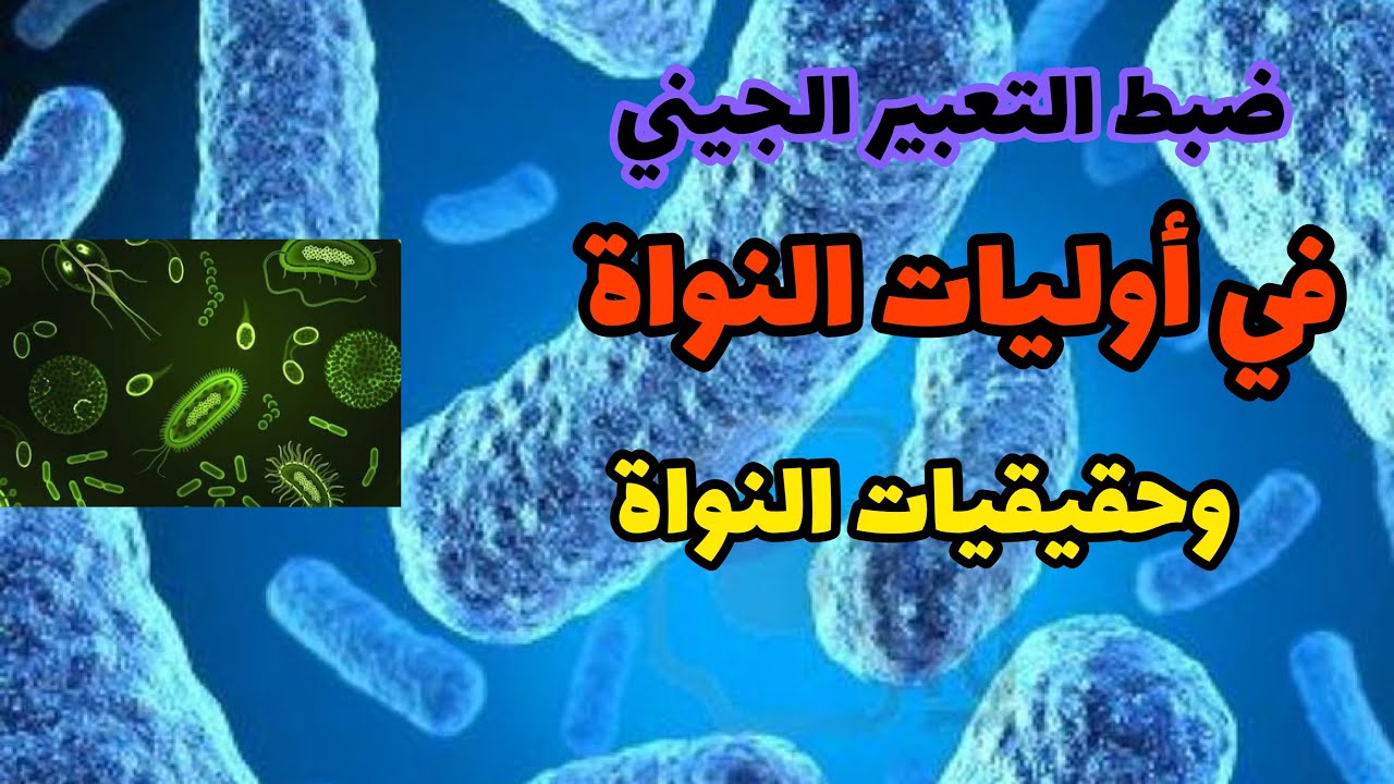 البروتين والتركيب الظاهري ( التعبير الجيني لاوليات النواة وحقيقيات النواة )