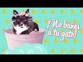 ¿Por qué NO debes bañar a tu gato? ¿Puede enfermar? 🙀