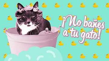 ¿Hay que bañar a los gatos?