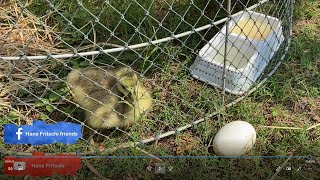 A lonely gosling almost dies