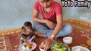 Baby Monkey| YoYo family is eating lunch |Family YoYo|