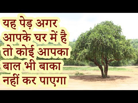 वीडियो: सिसल का पेड़ कैसे बनाते हैं