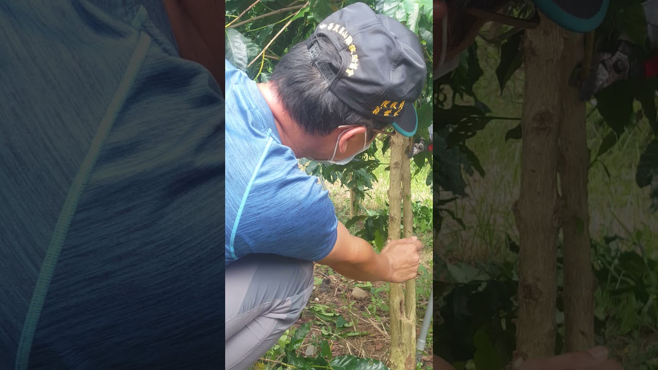 馬武督咖啡   修枝教學2