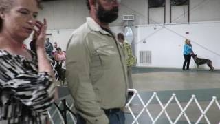 UKC HRKC Conformation Show May 5, 2017 - 1st show